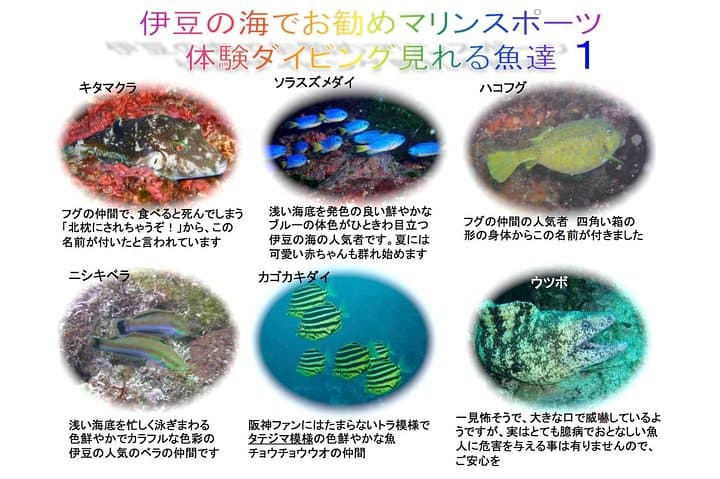 Experience diving　Scuba diving in Japanese waters!!　It's your first time.Beginner to veteran instructors will guide you with kindness and care. — photo 9