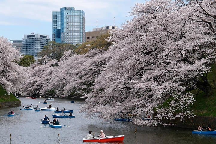 Tokyo Private Cherry Blossom Tour with a Local – Picnic Included — photo 16