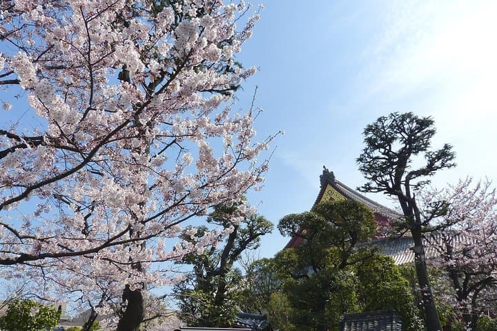 Tokyo Private Cherry Blossom Tour with a Local – Picnic Included — photo 15