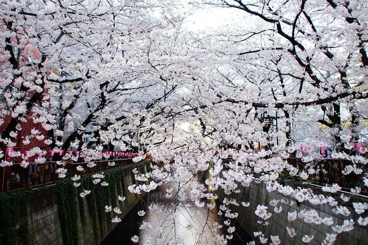 Tokyo Private Cherry Blossom Tour with a Local – Picnic Included — photo 17