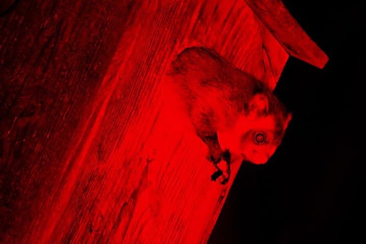 Wild Japanese Flying Squirrel Watching Tour in Nagano — photo 3
