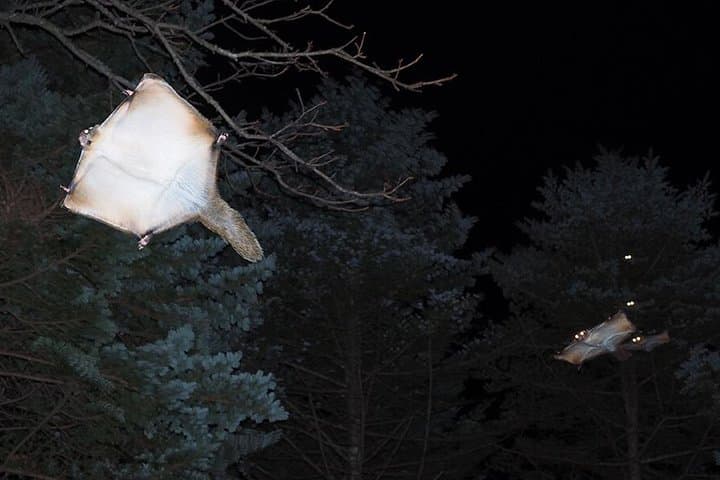 Wild Japanese Flying Squirrel Watching Tour in Nagano — photo 2