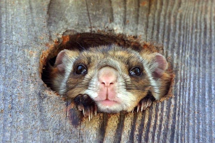 Wild Japanese Flying Squirrel Watching Tour in Nagano — photo 5