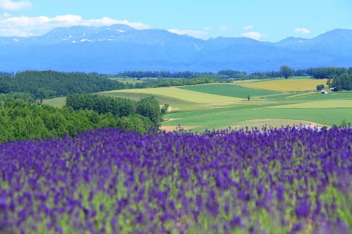 Furano & Biei Full-Day Private Car & Guide Tour from Sapporo — photo 3
