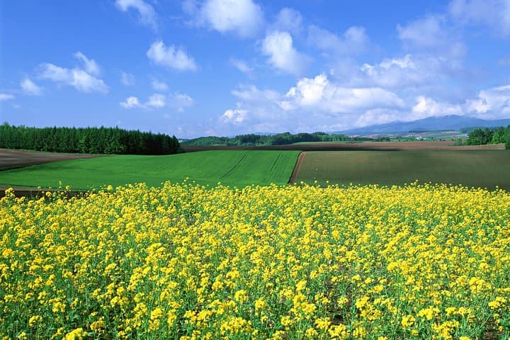 Furano & Biei Full-Day Private Car & Guide Tour from Sapporo — photo 9