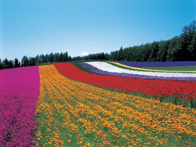 Furano & Biei Full-Day Private Car & Guide Tour from Sapporo — photo 7