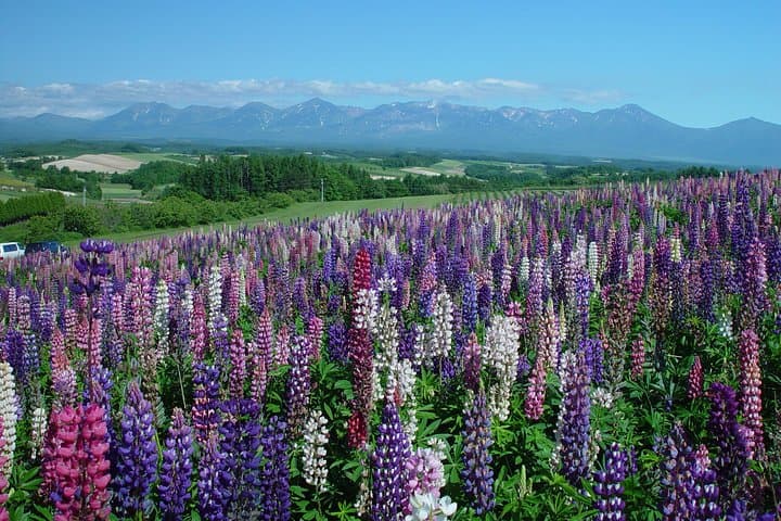Furano & Biei Full-Day Private Car & Guide Tour from Sapporo — photo 6