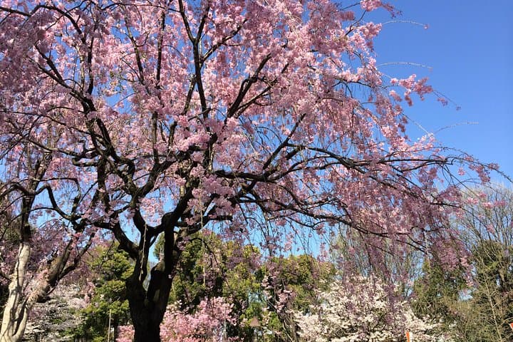 Tokyo Highlights Private Custom Tour with Licensed Guide & Driver — photo 14