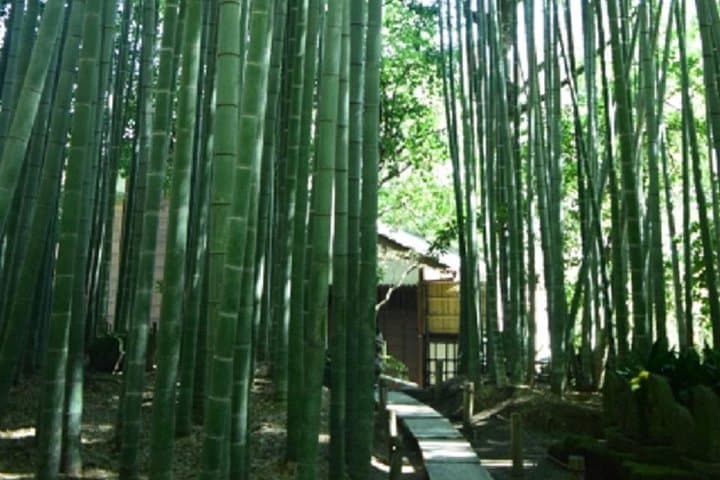 Kamakura Bamboo Forest and Great Buddha Private Tour — photo 6