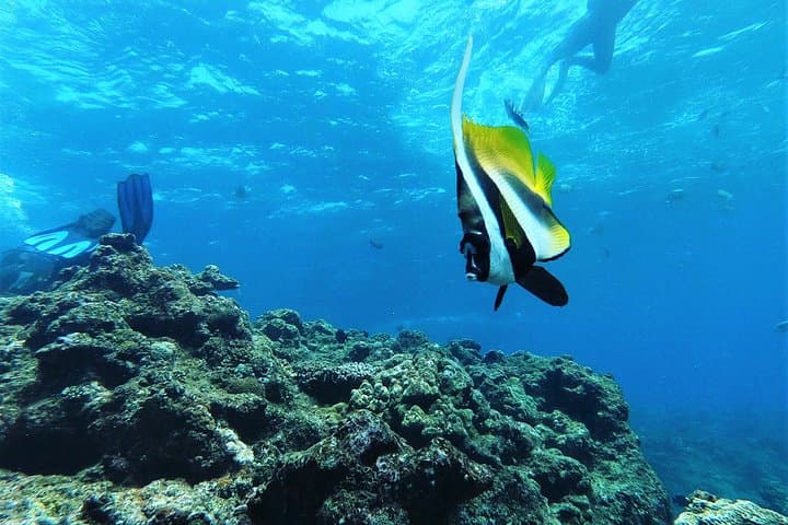 Snorkeling in the Blue Cave area【Okinawa Prefecture: Free feeding & photo images!English and Chinese speaking guide available! — photo 3