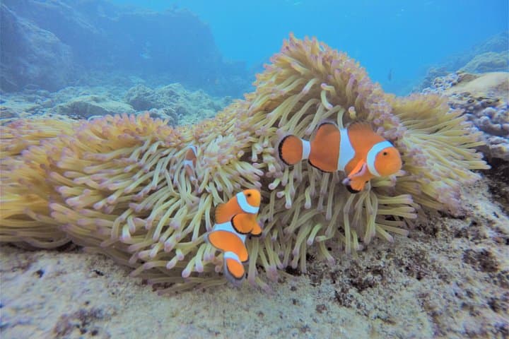 Snorkeling in the Blue Cave area【Okinawa Prefecture: Free feeding & photo images!English and Chinese speaking guide available! — photo 5