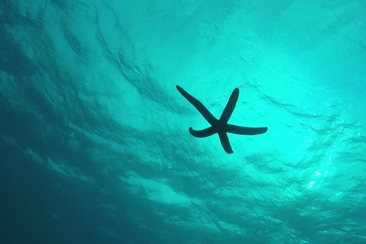 Snorkeling in the Blue Cave area【Okinawa Prefecture: Free feeding & photo images!English and Chinese speaking guide available! — photo 10