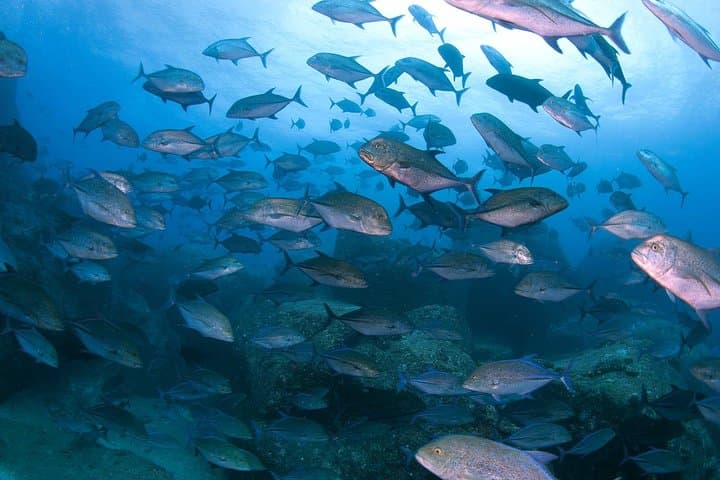 Scuba diving in Yakushima! (Guided Fun Diving for Licensed Guests) — photo 3