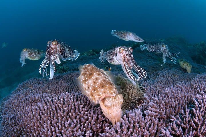 Scuba diving in Yakushima! (Guided Fun Diving for Licensed Guests) — photo 2