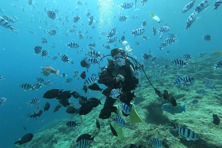 Blue Cave Area Experience Diving!Free feeding & photo images Chinese guide available!1 group with a dedicated instructor — photo 2