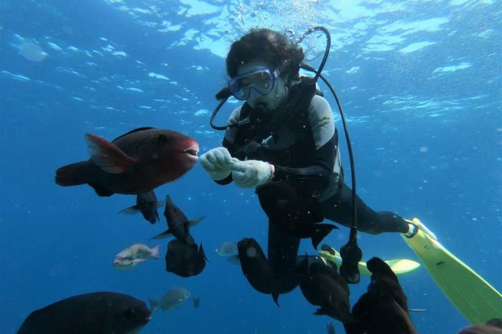 Blue Cave Area Experience Diving!Free feeding & photo images Chinese guide available!1 group with a dedicated instructor — photo 8