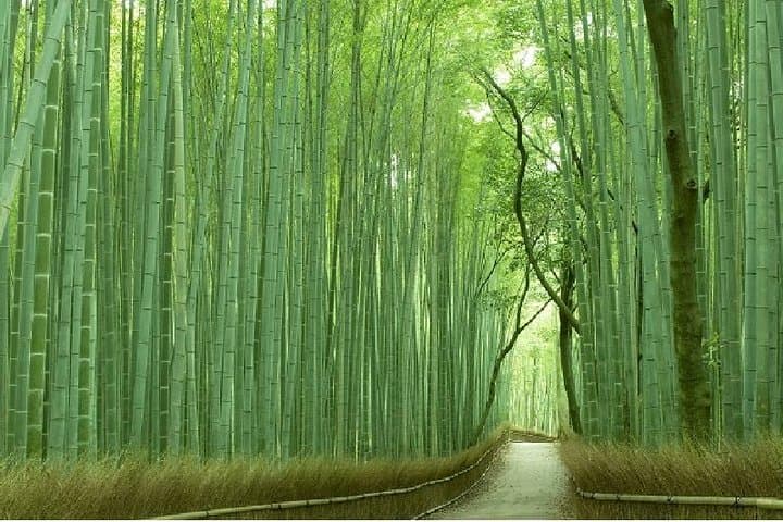 Half Day Kyoto Sagano Bamboo Grove & Arashiyama Walking Tour — photo 7