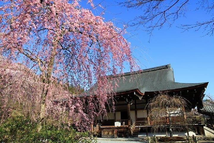 Half Day Kyoto Sagano Bamboo Grove & Arashiyama Walking Tour — photo 6