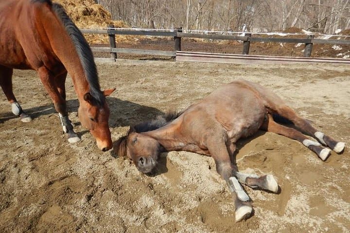 Horse Riding