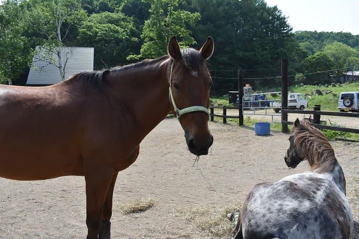 Horse Riding — photo 2