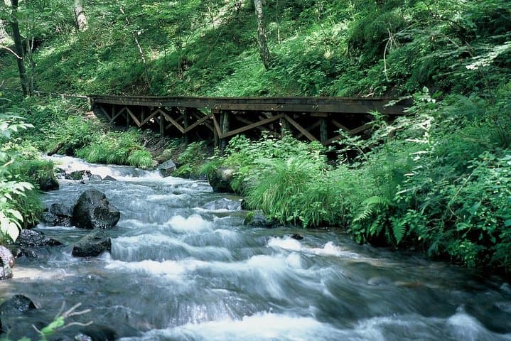 Relax and refresh in Karuizawa Forest! Shinanoji down trekking around two people — photo 3
