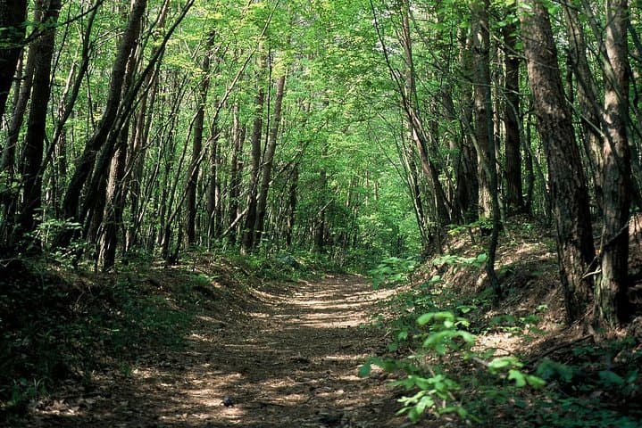 Relax and refresh in Karuizawa Forest! Shinanoji down trekking around two people — photo 6
