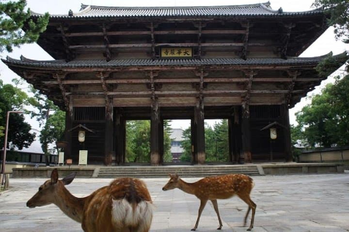 Nara Private Tour by Public Transportation from Osaka — photo 3