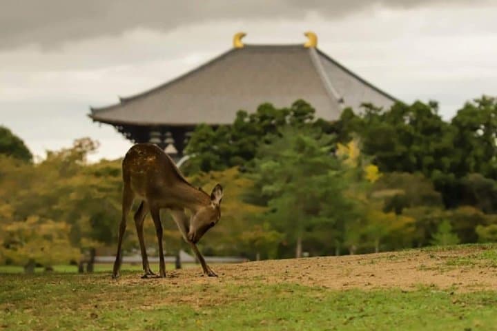 Nara Private Tour by Public Transportation from Osaka — photo 4