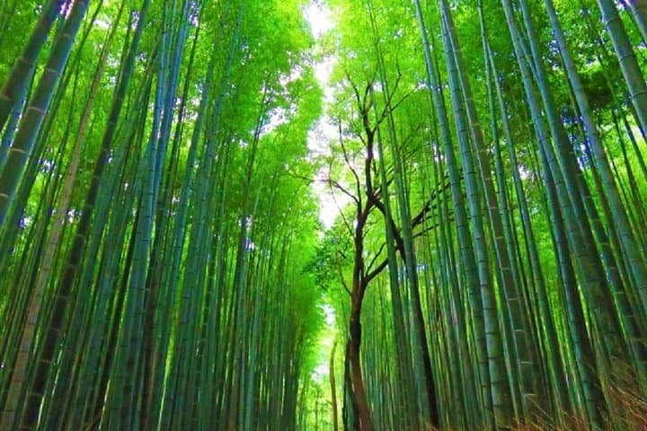 Full Day Kyoto Chartered Taxi Tour — photo 2