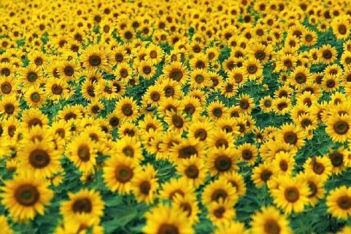 Okayama Day Trip: Nanko Sunflower Field and Peach Picking — photo 6