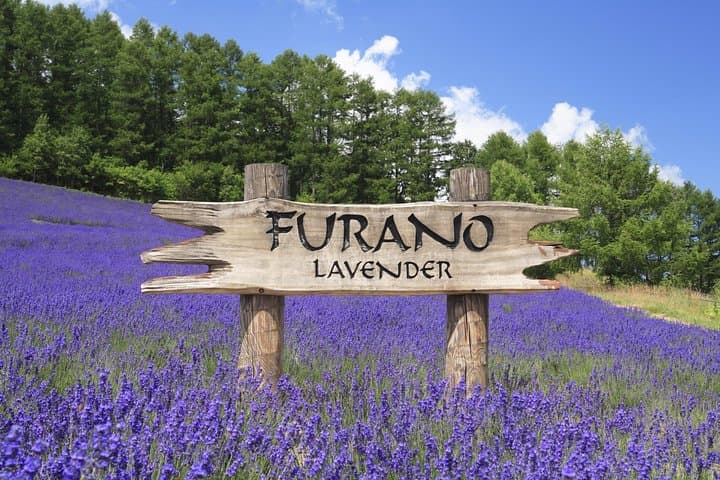 Hokkaido Furano Lavender Farm and Blue Pond Day Trip from Sapporo — photo 3