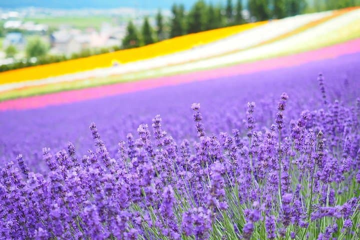 Hokkaido Furano Lavender Farm and Blue Pond Day Trip from Sapporo — photo 4