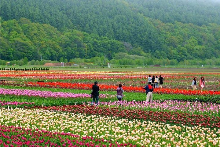 Hokkaido Flower Tour: Takinoue Shibazakura & Kamiyubetsu Tulips — photo 9