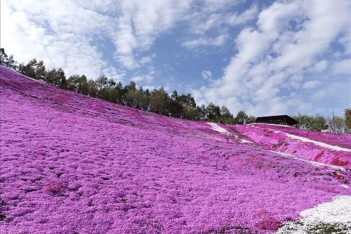 Hokkaido Flower Tour: Takinoue Shibazakura & Kamiyubetsu Tulips — photo 5