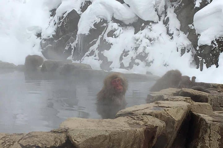 Explore Jigokudani Snow Monkey Park with a Local Guide — photo 5