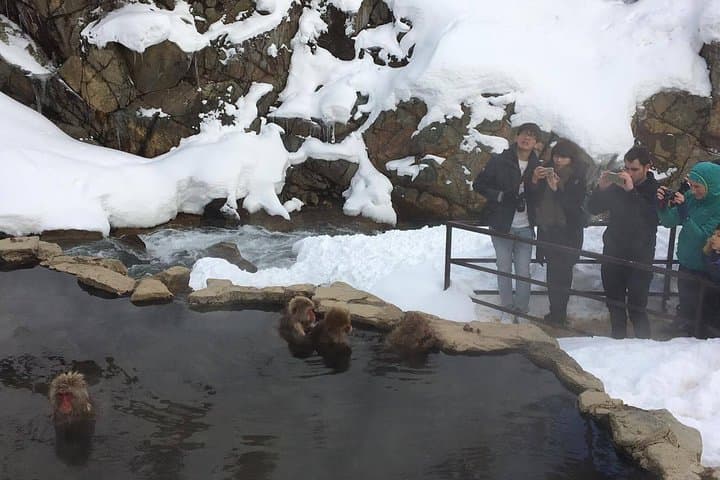 Explore Jigokudani Snow Monkey Park with a Local Guide — photo 6