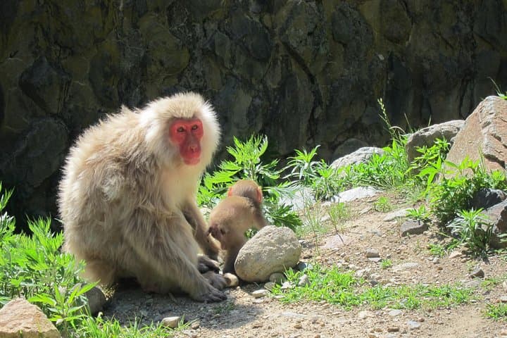 Explore Jigokudani Snow Monkey Park with a Local Guide — photo 9