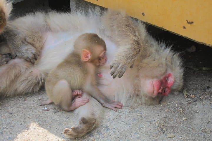 Explore Jigokudani Snow Monkey Park with a Local Guide — photo 10