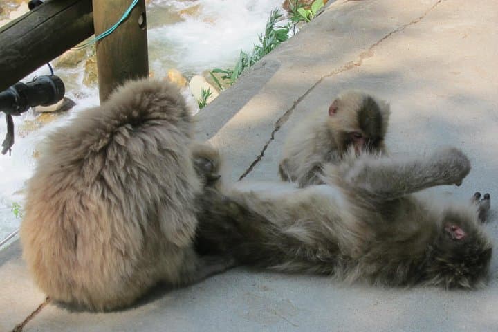 Explore Jigokudani Snow Monkey Park with a Local Guide — photo 11