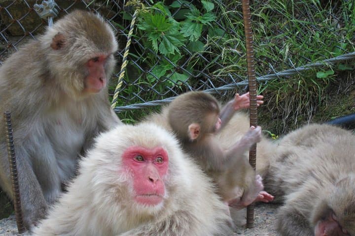 Explore Jigokudani Snow Monkey Park with a Local Guide — photo 12
