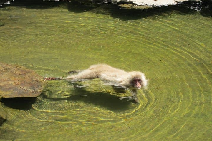 Explore Jigokudani Snow Monkey Park with a Local Guide — photo 13