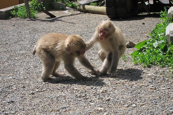 Explore Jigokudani Snow Monkey Park with a Local Guide — photo 15