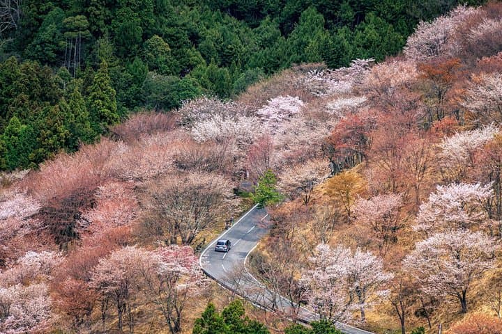 Historic and Natural Guided Hike in Yoshino — photo 16