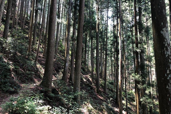 Historic and Natural Guided Hike in Yoshino — photo 5