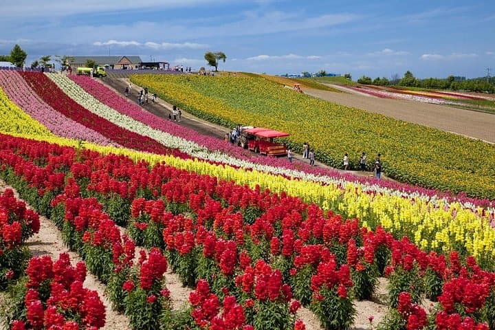 Hokkaido's Summer Highlights in 2 days