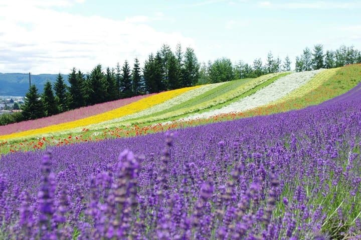 Hokkaido's Summer Highlights in 2 days — photo 3