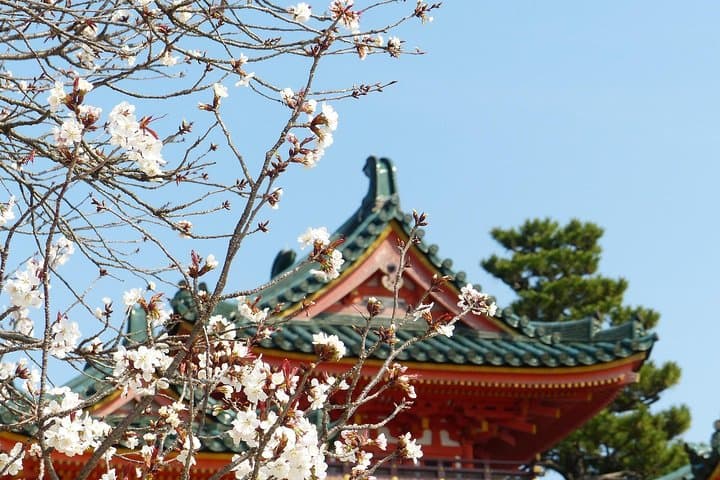 Tokyo Private Cherry Blossom Tour with a Local – Picnic Included — photo 20