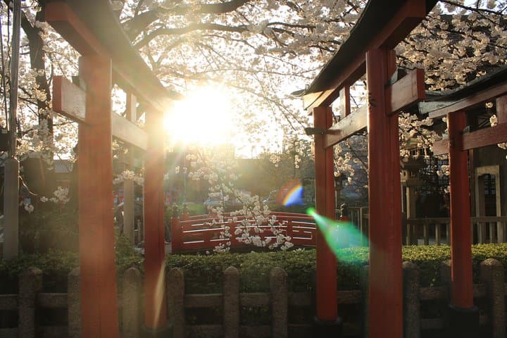 Private & Unique Kyoto Cherry Blossom "Sakura" Experience — photo 6