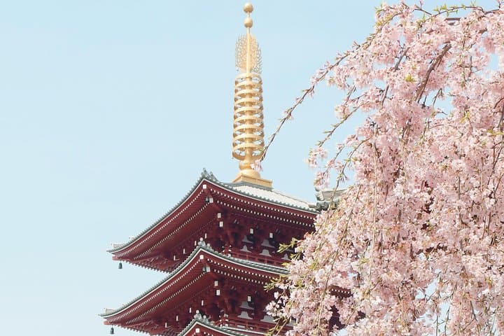 Private & Unique Kyoto Cherry Blossom "Sakura" Experience — photo 8