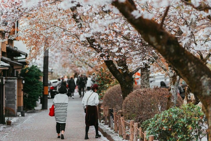 Private & Unique Kyoto Cherry Blossom "Sakura" Experience — photo 9
